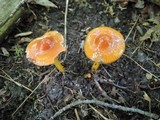 Hygrocybe psittacina var. perplexa image
