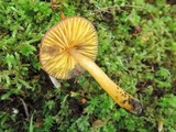 Hygrocybe psittacina var. perplexa image