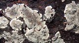 Kretzschmaria deusta image