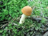 Cuphophyllus pratensis image