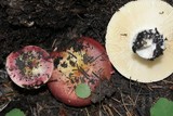 Russula xerampelina image
