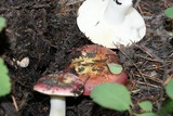Russula xerampelina image