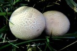 Bovista plumbea image