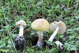 Amanita praecox image
