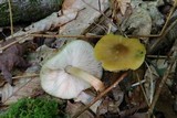 Pluteus flavofuligineus image