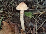 Lepiota clypeolarioides image