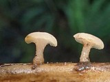 Cudoniella clavus image