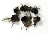 Pseudoplectania nigrella image