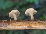 Cudoniella clavus image