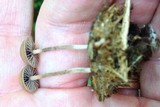 Psilocybe coprophila image