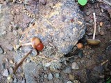 Psilocybe coprophila image