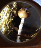 Psilocybe coprophila image