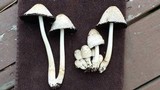 Coprinopsis variegata image