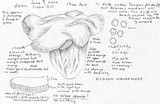 Sarcodon indurescens image