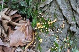 Lycogala epidendrum image