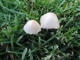 Conocybe apala image