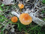 Hygrocybe psittacina var. perplexa image