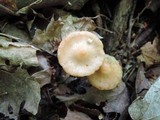 Hygrocybe psittacina var. perplexa image