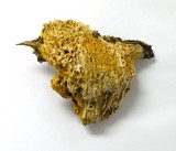 Pycnoporellus alboluteus image