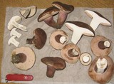 Tylopilus plumbeoviolaceus image