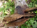 Hexagonia variegata image