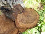 Hexagonia variegata image
