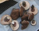 Tylopilus plumbeoviolaceus image