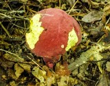 Boletus bicolor var. bicolor image