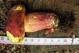 Boletus bicolor var. bicolor image