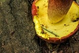 Boletus bicolor var. bicolor image