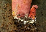 Boletus bicolor var. bicolor image