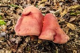 Boletus bicolor var. bicolor image