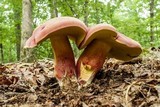 Boletus bicolor var. bicolor image