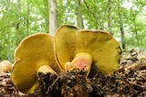 Boletus bicolor var. bicolor image