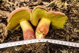 Boletus bicolor var. bicolor image