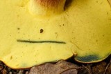 Boletus bicolor var. bicolor image