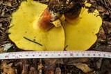 Boletus bicolor var. bicolor image