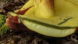 Boletus bicolor var. bicolor image