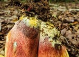 Boletus bicolor var. bicolor image