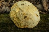 Retiboletus griseus image