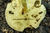 Retiboletus griseus image