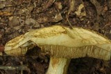 Retiboletus griseus image