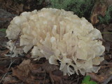 Sparassis spathulata image