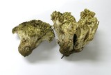 Ramaria rasilispora image