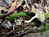 Clitocybe eccentrica image