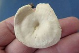 Clitocybe eccentrica image