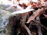 Clitocybe eccentrica image