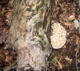 Sparassis americana image