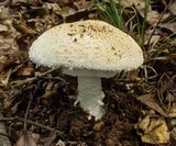Amanita ravenelii image
