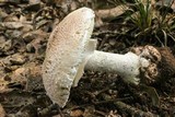 Amanita ravenelii image